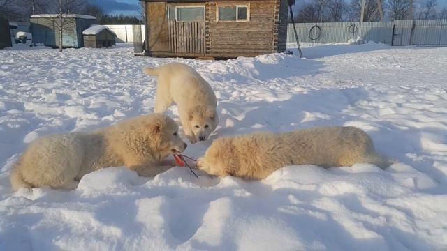 Катрин (продажа), Карсар и Клэри (февраль 2018) смотреть онлайн