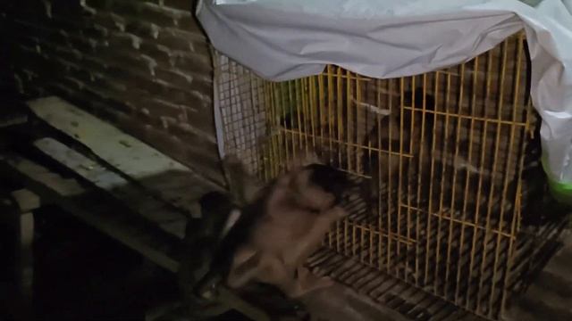 8 monkeys gathered in one cage смотреть онлайн