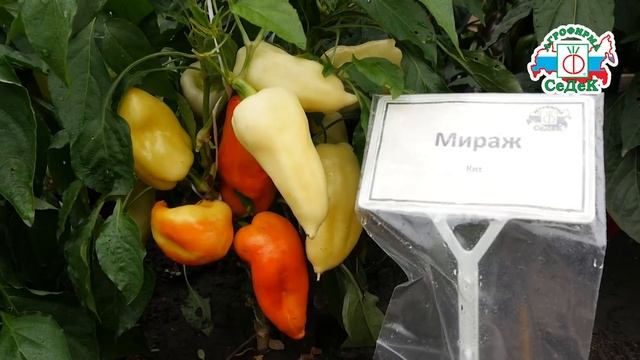 ВЫРАЩИВАНИЕ ПЕРЦЕВ В ГРЯДАХ-КОРОБАХ