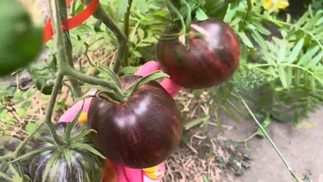 Томаты со сказочным вкусом.