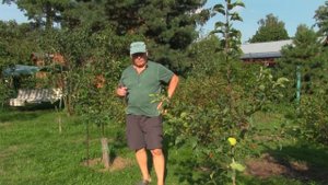 Осенняя посадка однолетних яблонь. Итоги первого года