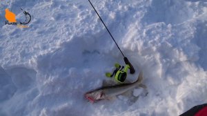 Первая зимняя рыбалка на судака 2024