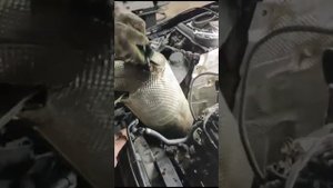 Удаление сажевого фильтра Mercedes E200 2019