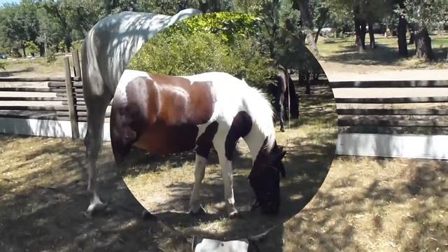 Породистые и красивые творения ...или лошадки на природе ... смотреть онлайн