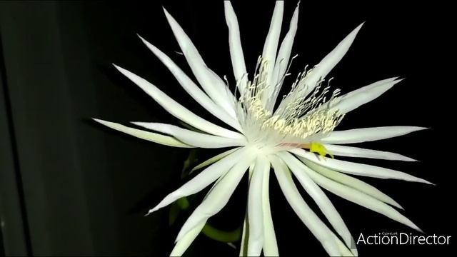 Эпифилум Ночное Цветение✨ Epiphyllum Hookeri Blooming