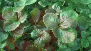 Чем подкормить и обработать клубнику в сентябре