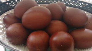 Куры Мараны.Лучшая порода мясо-ячных кур)