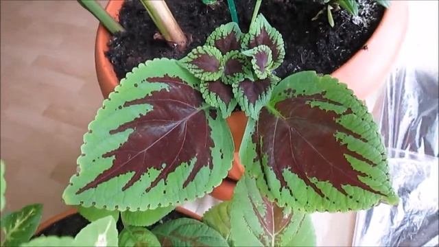 колеус смотреть онлайн