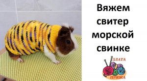 Вяжем свитер морской свинке. Подходит котенку и щенку