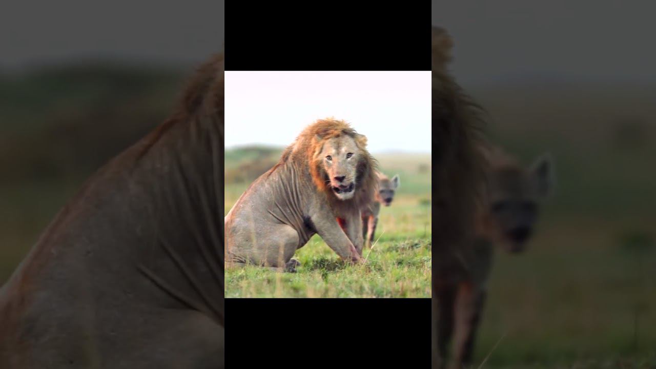 Лев попал в ловушку гиен! смотреть онлайн