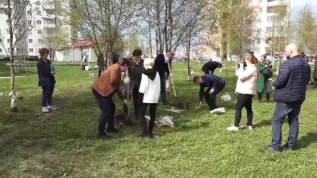 Посадка деревьев от 30.05.2022