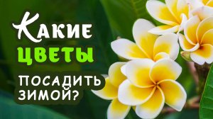 Какие цветы можно посадить в зимнее время. Поговорим о комнатных растениях