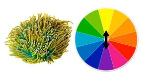 Reef Tank Coral Placement: Creating Focal Points