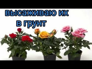 Опять купила розу КОРДАНА//Посажу ее на участке
