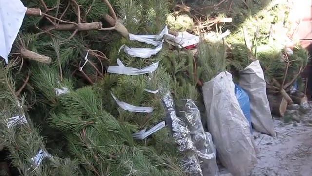 Настольный Каламондин - цитрусовая мечта " безумного и больного "старика смотреть онлайн