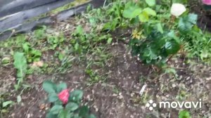 Розы-первогодки. Premium класса, срезочные розы. Монмартр, Самарканда, Лондон ай, Гайд Парк