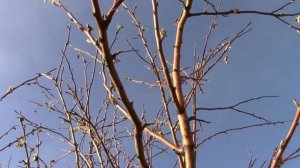 погибает яблоня