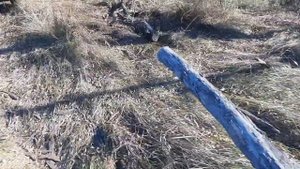 Собираем дрова в посадке после  Лесхоза. Можно ли собирать дрова в посадке.