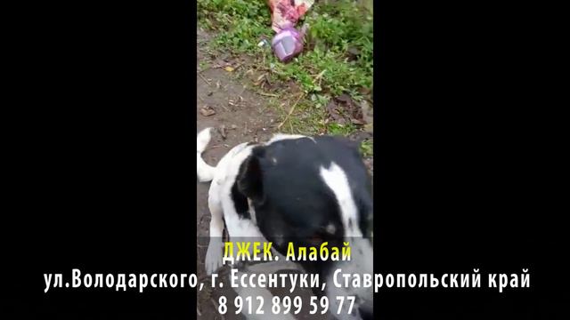Пропала собака! ДЖЕК. Алабай. г. Ессентуки, Ставропольский край