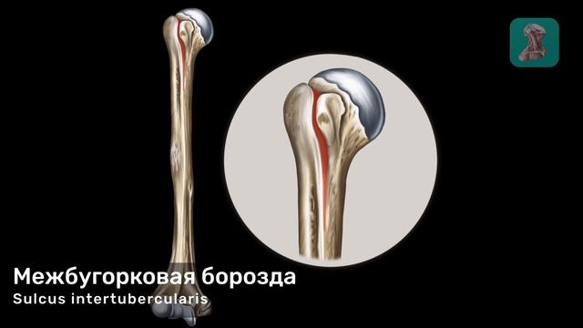 Плечевая кость