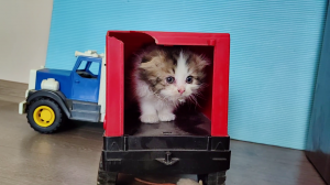 Детский грузовик и первые шаги маленького котенка. 4к