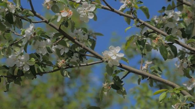 Lumix G85. Pictures Profile Test. смотреть онлайн