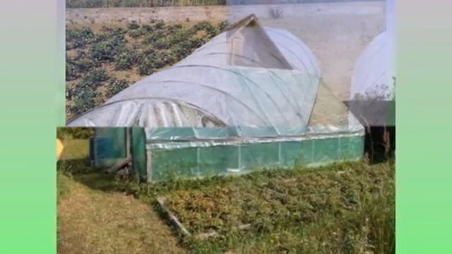 Высадка рассады огурцов в теплицу смотреть онлайн