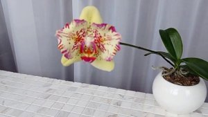 Орхидея бабочка  Phal. I-Hsin Spot Leopard (peloric)🦋