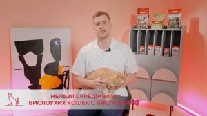 ШОТЛАНДСКИЕ КОШКИ. Что нужно знать о породе? Какие болезни?