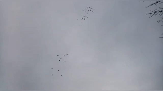 Николаевские голуби. Уч. Кушнарев. В.А. / Фисунов. А.А. / Шафоростов. А.Н. РОССИЯ 🇷🇺 2021.г. смотреть онлайн