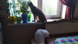 Дружба кошки и собаки