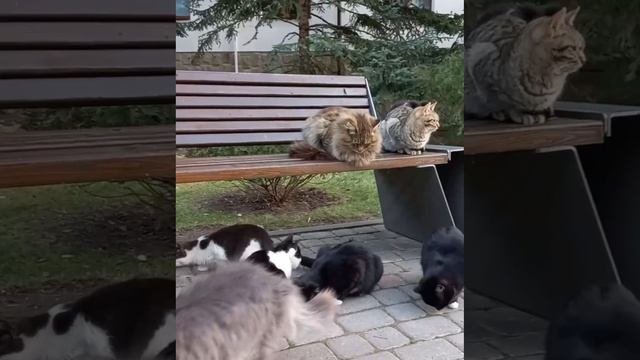 котикииии пушистые