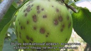 Почему яблоня сбрасывает плоды до их созревания
