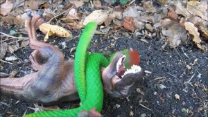 ДИНОЗАВРЫ. Спасение тираннозавра. ПЛЕЗИОЗАВР против ГИГАНТСКОЙ ЗМЕИ. Мультики про динозавров