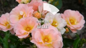 Rosa  Rose  "Peach Drift"