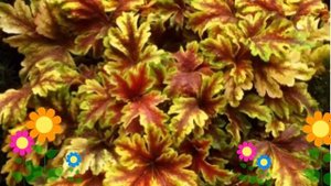 Гейхерелла гибридная Golden Zebra. Краткий обзор, описание характеристик, где купить саженцы