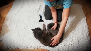 Кошки породы Нибелунг. Особенности породы, уход, цена