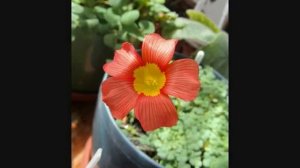 Цветок кислица, Oxalis, Оксалис - комнатное растение