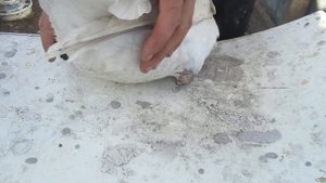 КАК ОПРЕДЕЛИТЬ ПОЛ У ГУСЕЙ.ГУСЬ ИЛИ ГУСЫНЯ ,КАК УЗНАТЬ.