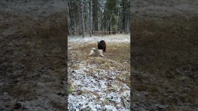 Норвежский серый Элькхунд, мать и дочь работа по медведю. Охота, норвежская лосиная лайка. смотреть онлайн