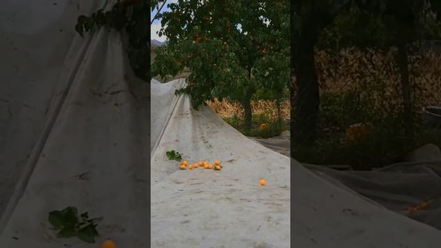 Apricot Tree |Fresh Apricots| from Hunza Valley