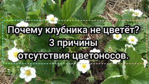Почему клубника не цветёт? 3 причины отсутствия цветоносов у садовой земляники.