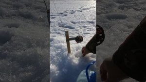 Кама. Усть - бельск, поклевка на жерлицу