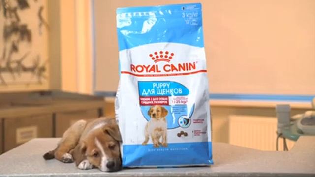 Как и чем кормить щенят и котят смотреть онлайн