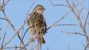 Zitting cisticola or streaked fantail warbler (Cisticola juncidis) - Δουλαππάρης. - Cyprus