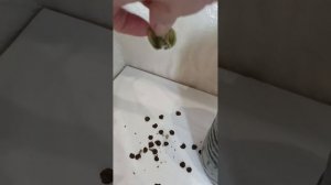 Сбор семян Гиппеаструма