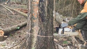 Валка Берёзы демонстрация процесса Валки дерева