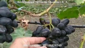 виноград Кумир