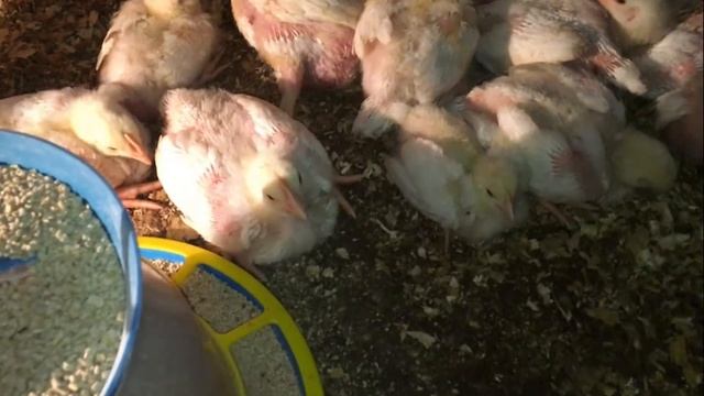 Как выращивать бройлеров в домашних условиях. Бройлеры выращивание. Выращивание бройлеров в клетках