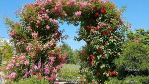 Плетистые розы Вартбург и Фламентанц / Roses Wartburg and Flammentanz